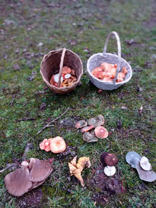 Cooking Competition or “Master Chef in the forest”