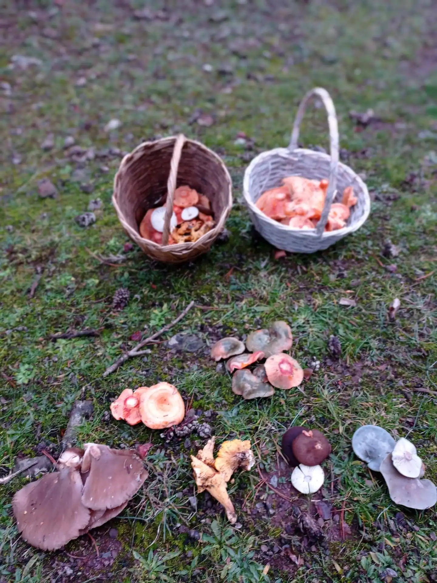 Cooking Competition or “Master Chef in the forest”