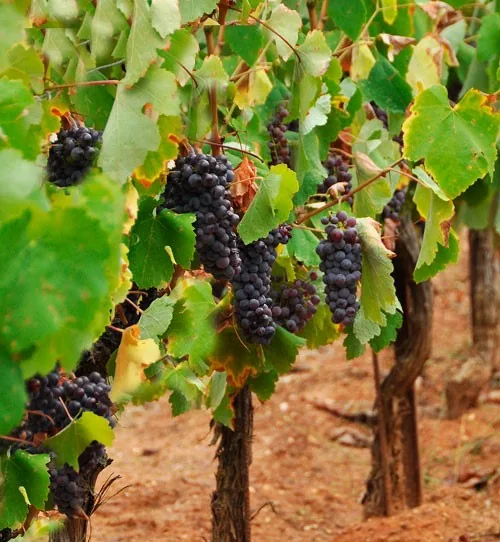 Wine Trip