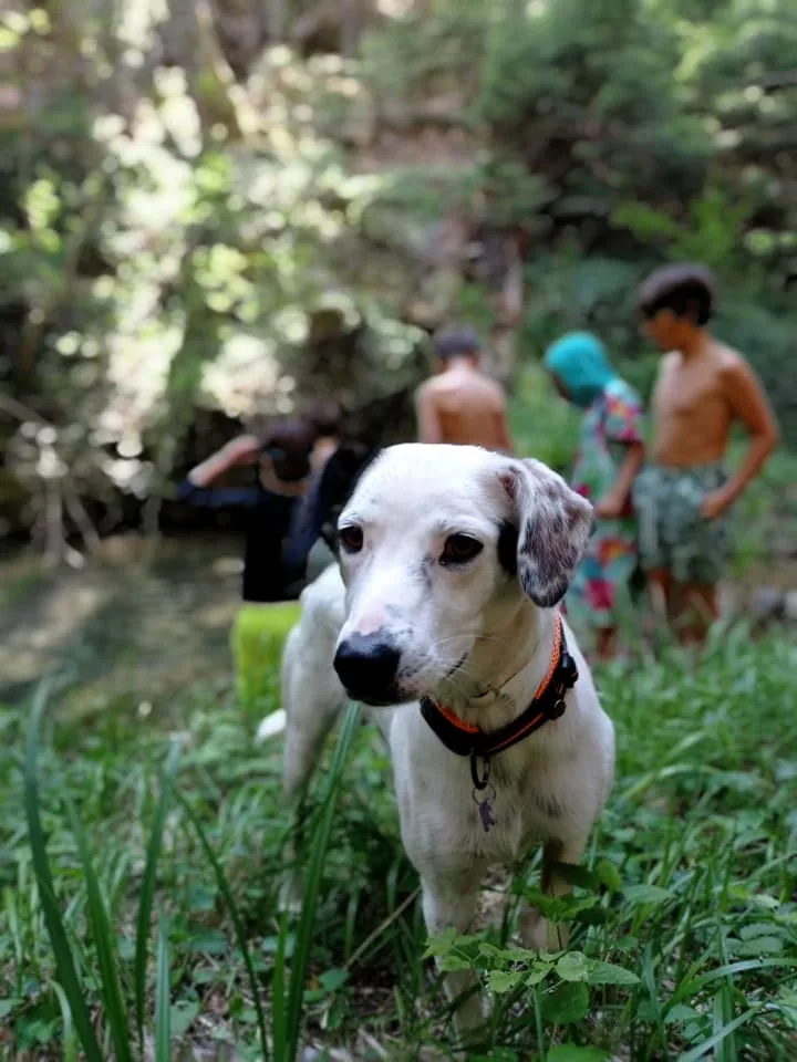 Truffle Hunting in Mainalon Forest